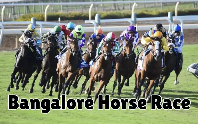 How to Bet on Bangalore Horse Race